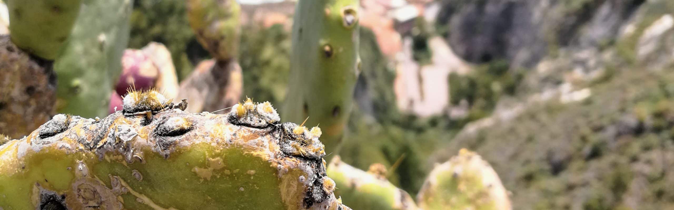 cactus sicilia