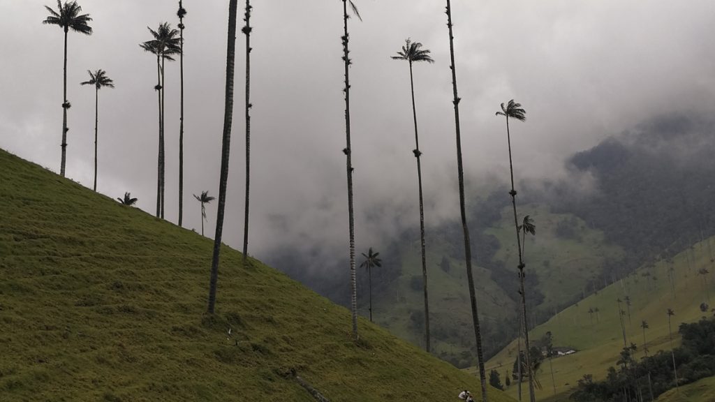 valle de cocora